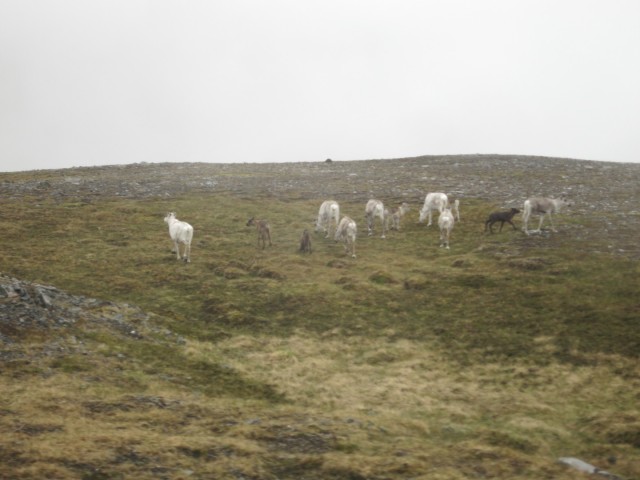 Hurtigruten_2015-06-22_14-05-1